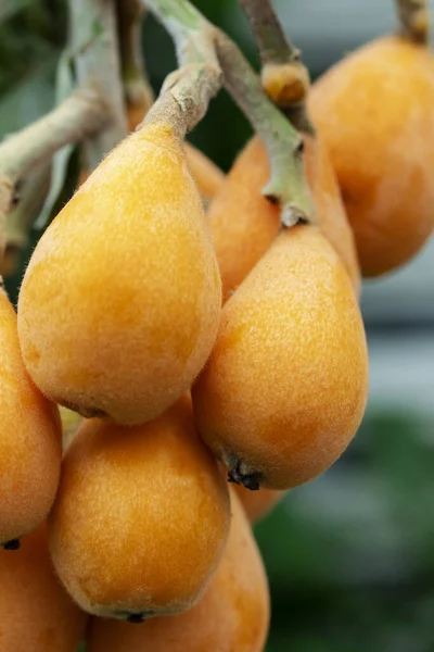 Fruto Loquat Llamado Así Por Forma Parecida Instrumento Laúd —  Fotos de Stock