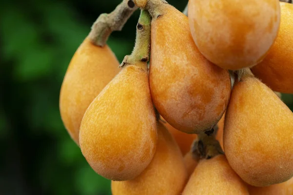 Fruto Loquat Llamado Así Por Forma Parecida Instrumento Laúd —  Fotos de Stock