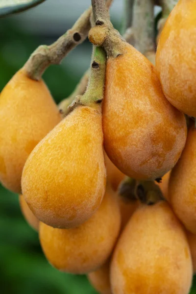 Fruto Loquat Llamado Así Por Forma Parecida Instrumento Laúd —  Fotos de Stock