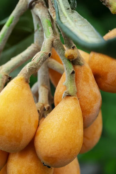 Fruto Loquat Llamado Así Por Forma Parecida Instrumento Laúd —  Fotos de Stock