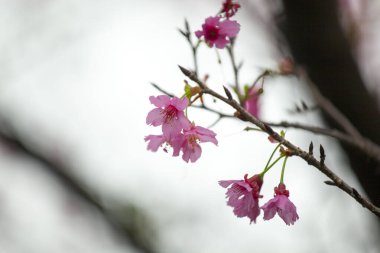 Güzel kiraz çiçekleri yağmurlu bir günde yeşil duvara düşer.