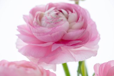 Düğünçiçeği, nilüfer çiçeğinin binlerce taç yaprağına benzer renkte parlaktır.