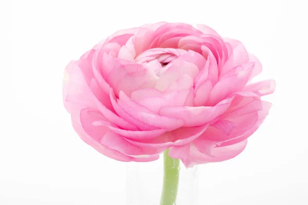 Den Buttercup Blomman Ljus Färgen Liknande Tusen Kronblad Lotus — Stockfoto