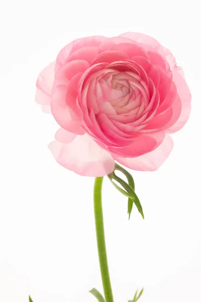 Boglárka Virág Fényes Színű Hasonló Ezer Szirmú Lótuszvirághoz — Stock Fotó