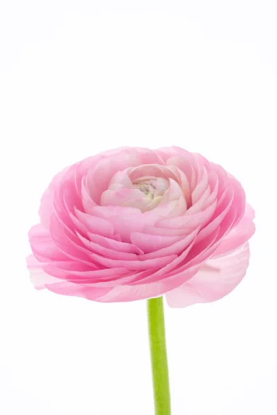 Boglárka Virág Fényes Színű Hasonló Ezer Szirmú Lótuszvirághoz — Stock Fotó