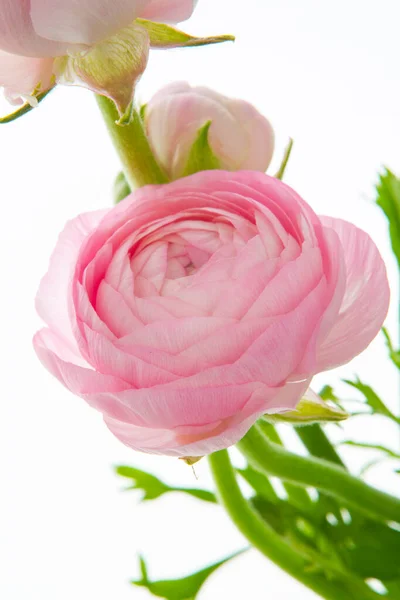 Den Buttercup Blomman Ljus Färgen Liknande Tusen Kronblad Lotus — Stockfoto