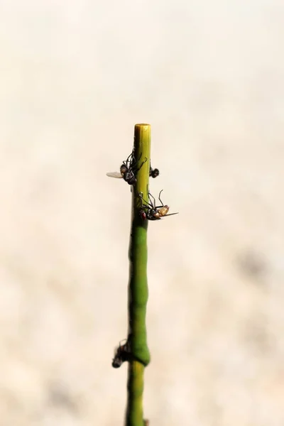 Trampas de mosca pegajosas con pegamento — Foto de Stock