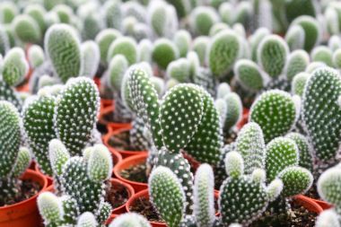 kaktüs cameron highland, Malezya