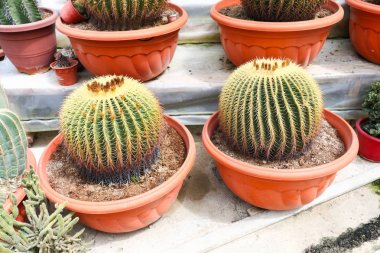 kaktüs cameron highland, Malezya