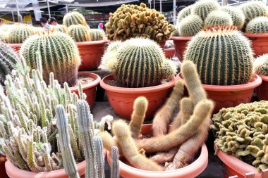 kaktüs cameron highland, Malezya