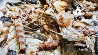 saba balık kemik bu