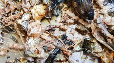 saba balık kemik bu