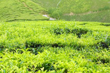 cameron highland, Malezya çay tarlaları