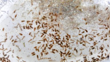 Sivrisinek larva kanalizasyon içinde