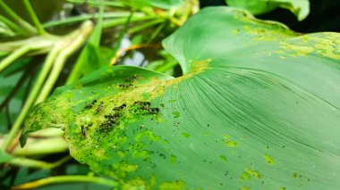 Yeşil yapraklı çekirge.