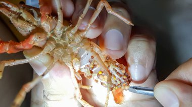 Kerevit hayalet kötü yumurta ile