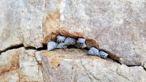 Fossil shells on stone sea pebbles rocks — Stock Photo, Image