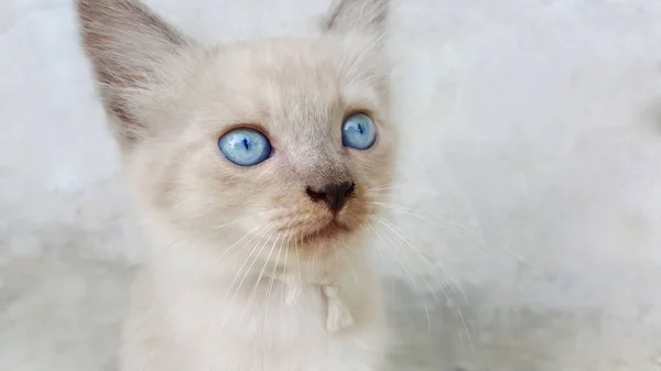 Cute little cat kitten with blue eyes — Stock Photo, Image