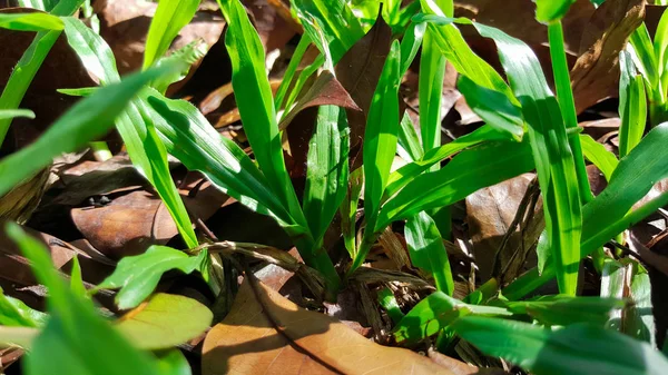 Close-up green grass and brown dry leaves — Stock Photo, Image