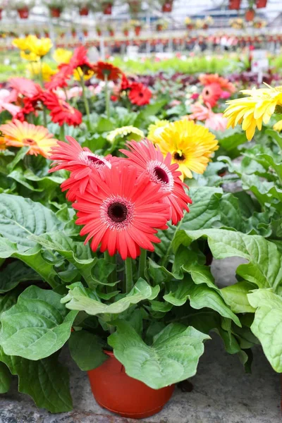 Flor em cameron highland, malásia — Fotografia de Stock