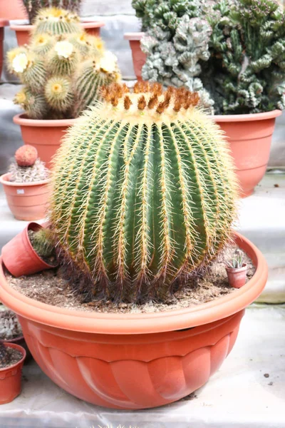 Cactus en cameron highland, malaysia — Foto de Stock