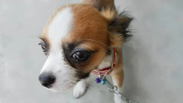 Bonito pouco cão, cachorro chihuahua isolado no fundo — Fotografia de Stock