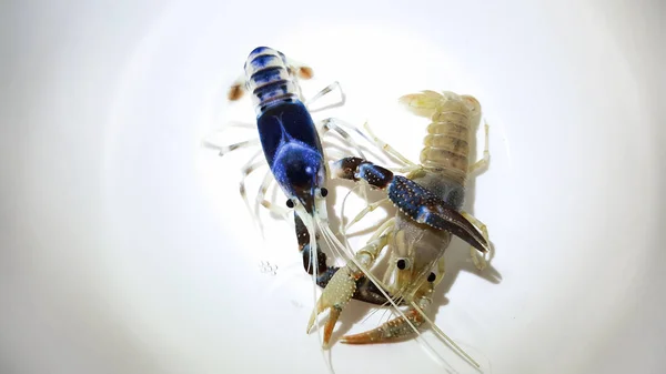 Crayfish ghost breeding isolated on white background — Stock Photo, Image
