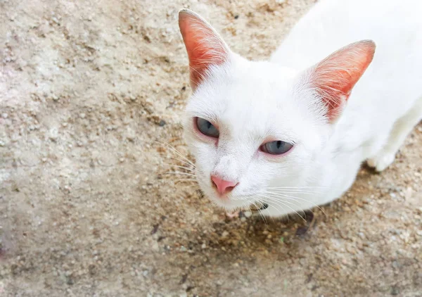 white cat lie on sand