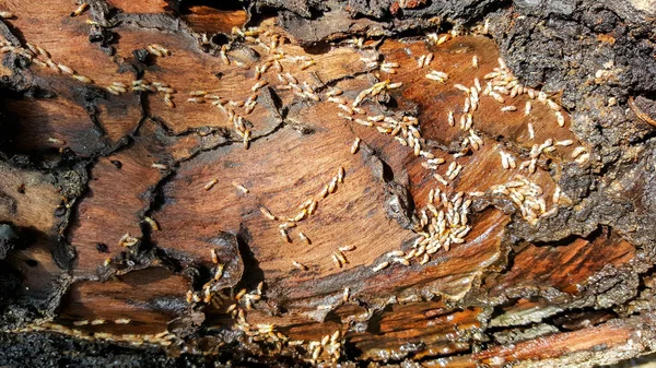 This is termites eat wood — Stock Photo, Image