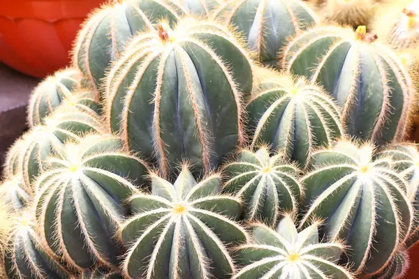 Cactus in cameron highland, malaysia — Stock Photo, Image