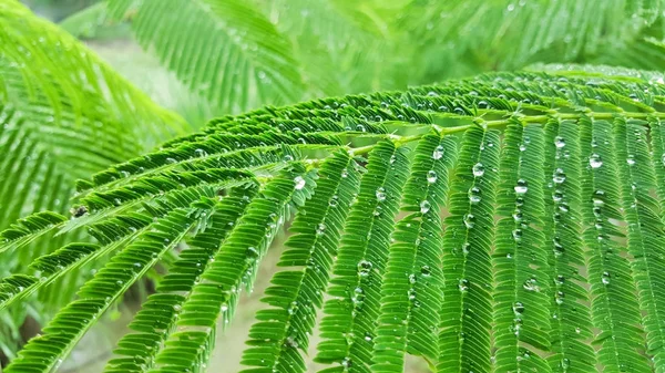 Regndråper på grønt blad – stockfoto