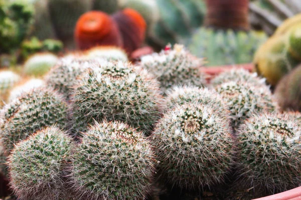 Cactus in cameron highland, malaysia — Stock Photo, Image