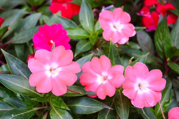 Cameron highland, Malezya çiçek