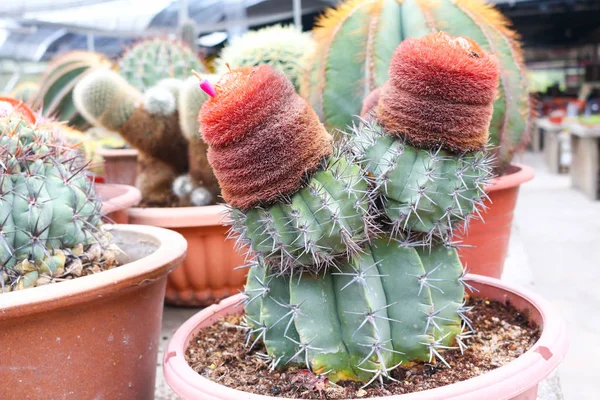 Cactus en cameron highland, malaysia — Foto de Stock