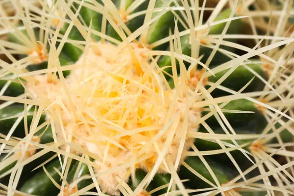 Cactus in cameron highland, malaysia — Stock Photo, Image