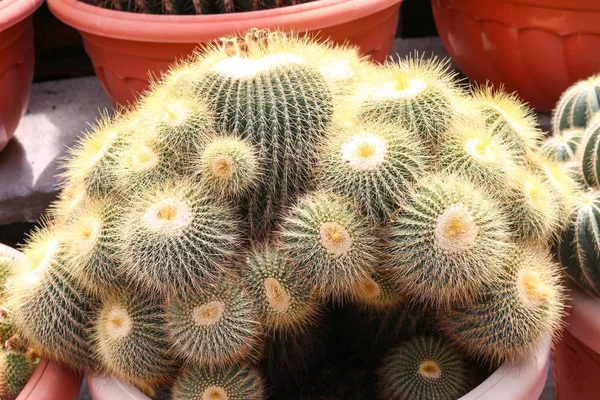 Cactus en cameron highland, malaysia — Foto de Stock