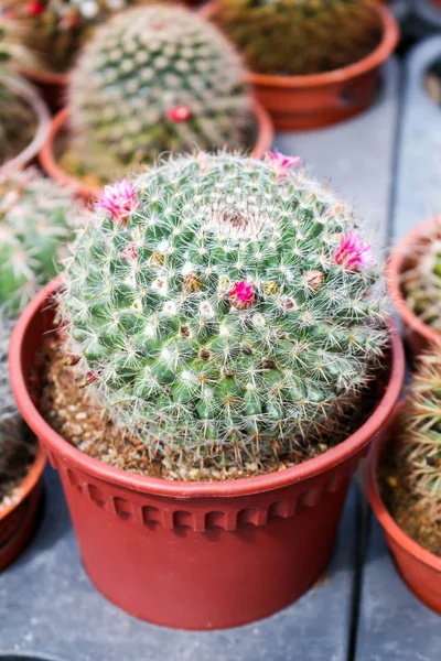 Cactus in cameron highland, malaysia — Stock Photo, Image