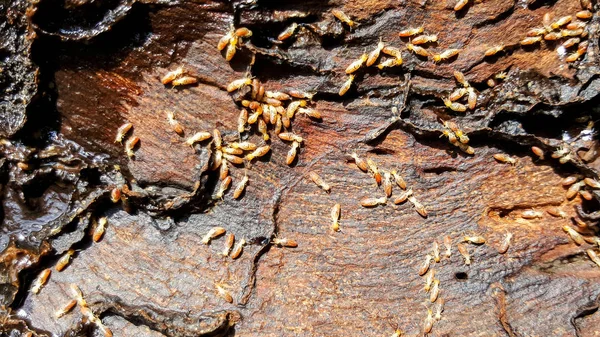 C'est termites manger du bois — Photo