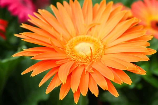 Flower in cameron highland, malaysia Stock Picture