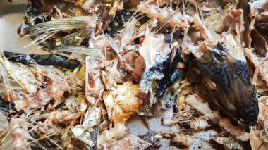 Bu issaba balık kemik