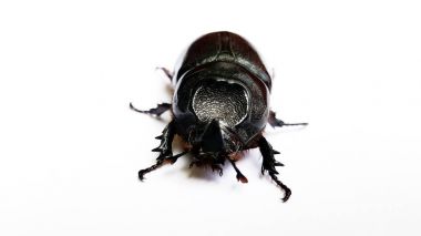 Beyaz arkaplanda izole edilmiş böcek