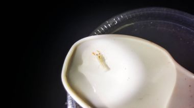 Bebek cherax yıkıcı kaşık içinde