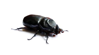 Beyaz arkaplanda izole edilmiş böcek