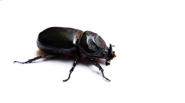 Beyaz arkaplanda izole edilmiş böcek