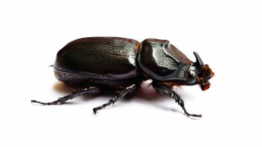 Beyaz arkaplanda izole edilmiş böcek