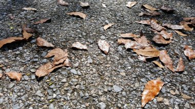yakın çekim asfalt yol ve kahverengi kuru yapraklar