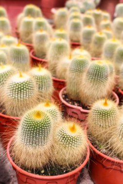 kaktüs cameron highland, Malezya