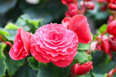 Cameron highland, Malezya tesisleri