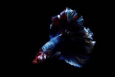 daha iyi balık, siyahta izole Tayland Siyam mücadele balık 