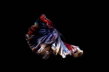 daha iyi balık, siyahta izole Tayland Siyam mücadele balık 